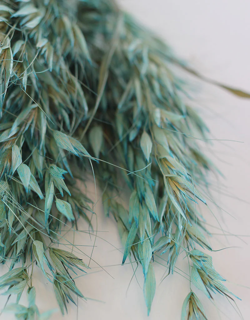 Dried Oat Avena - Ocean Blue Bunch, 100 grams, 70 cm - Image 3