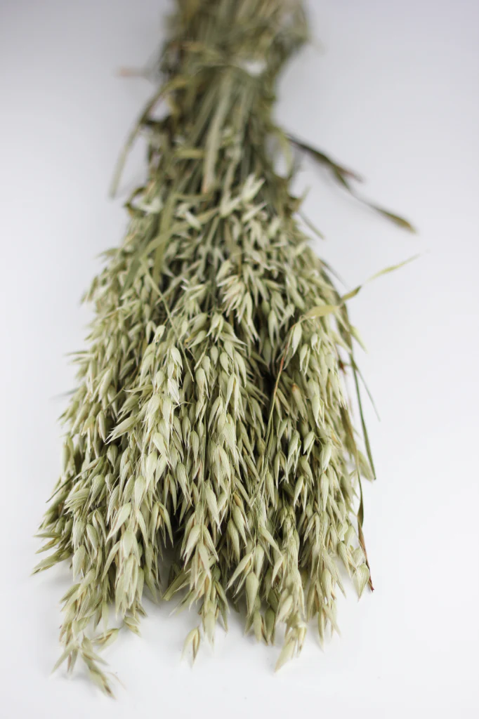 Dried Oat Avena- Natural Bunch, 100 grams, 60 cm - Image 2