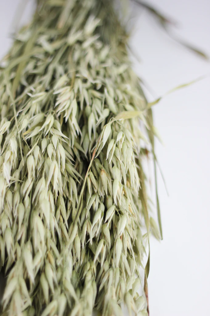 Dried Oat Avena- Natural Bunch, 100 grams, 60 cm - Image 3