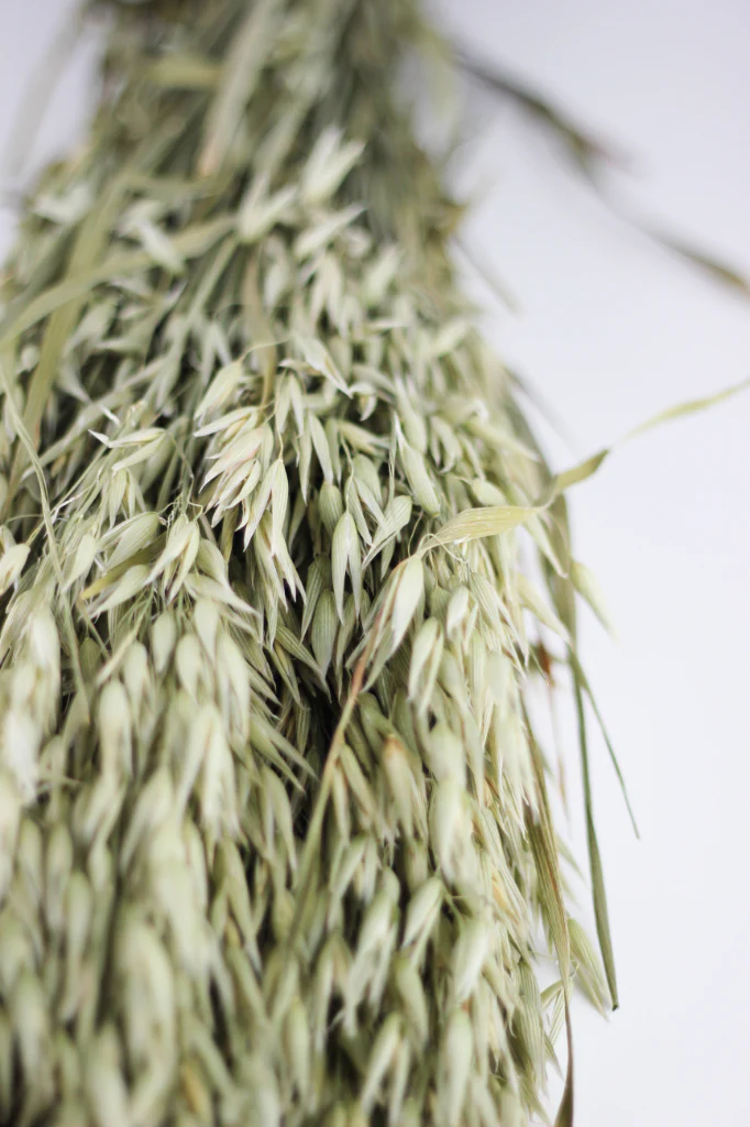 Dried Oat Avena- Natural Bunch, 100 grams, 60 cm - Image 4