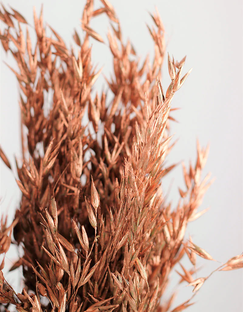 Dried Oat Avena- Copper Bunch,100 grams, 70 cm - Image 3