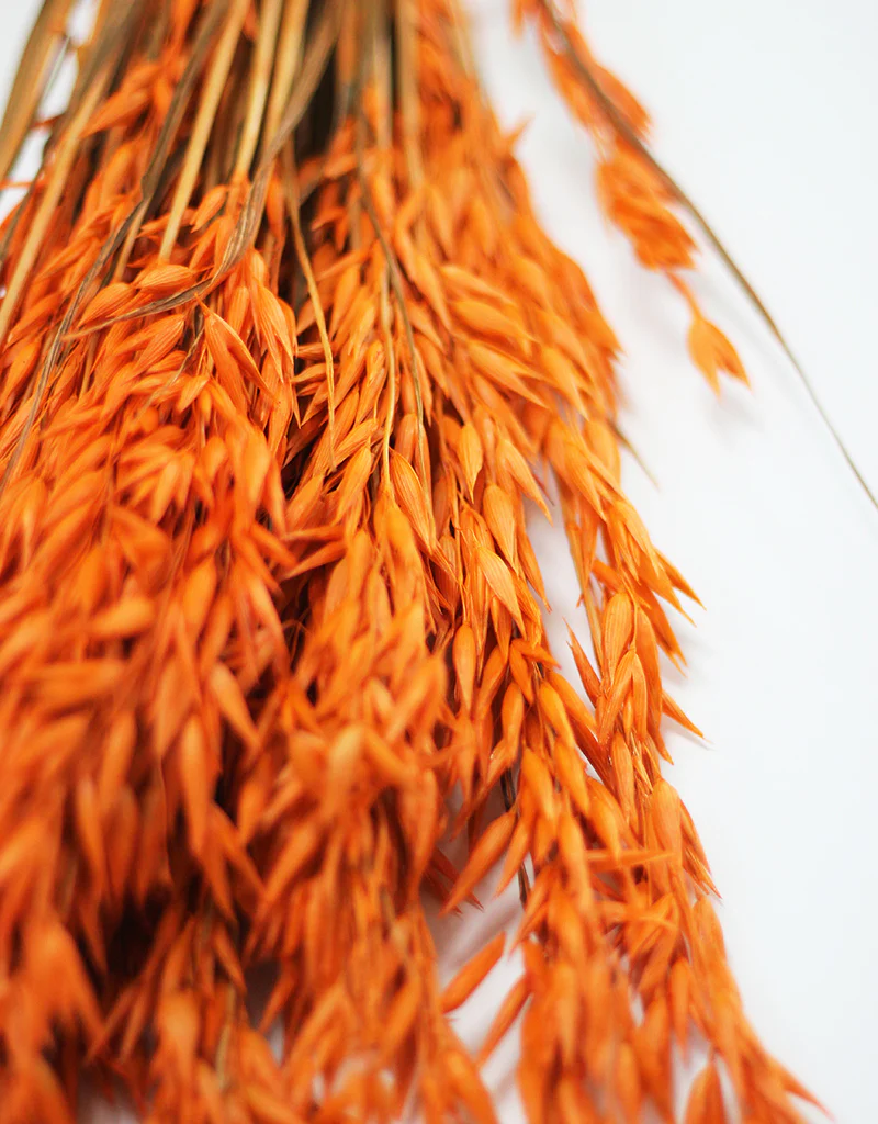 Dried Oat Avena - Orange Flowers Bunch, 50 cm - Image 2