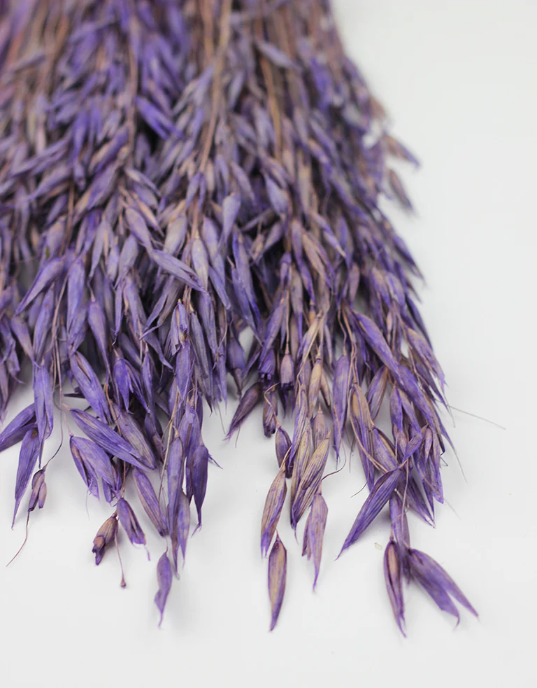 Dried Oat Avena - Purple/ Lilac Bunch, 100 grams, 70 cm - Image 3