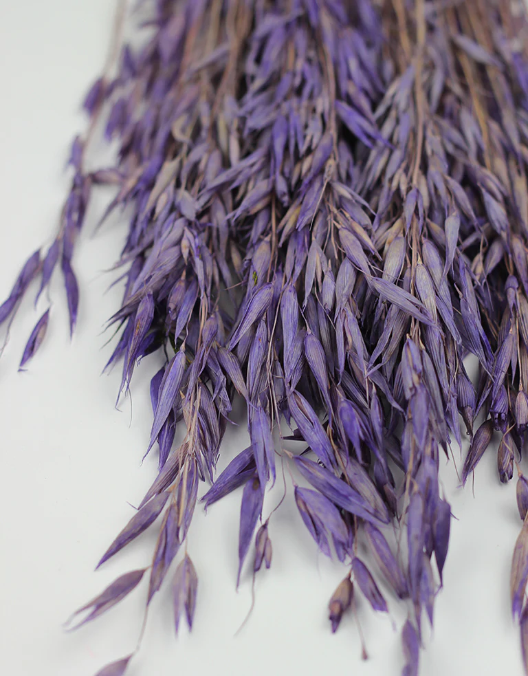 Dried Oat Avena - Purple/ Lilac Bunch, 100 grams, 70 cm - Image 4