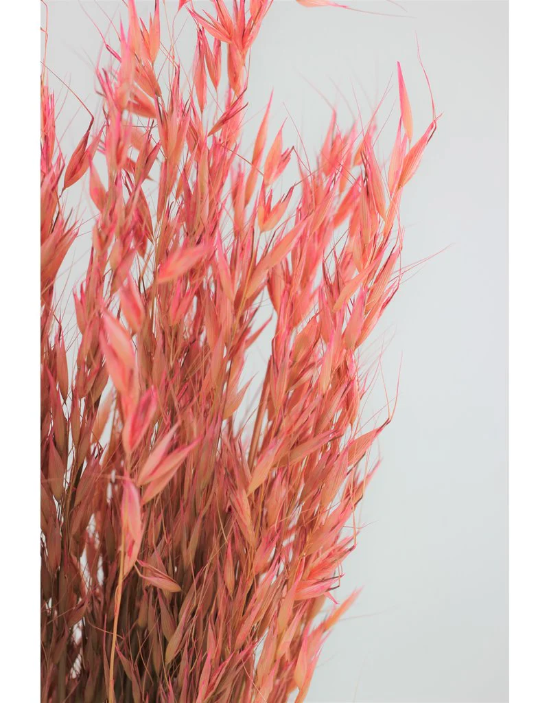 Dried Oat Avena- Wild Pink Bunch, 100 grams, 70 cm - Image 2