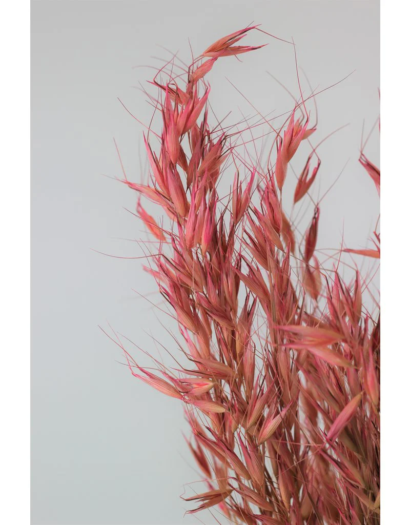 Dried Oat Avena- Wild Pink Bunch, 100 grams, 70 cm - Image 3