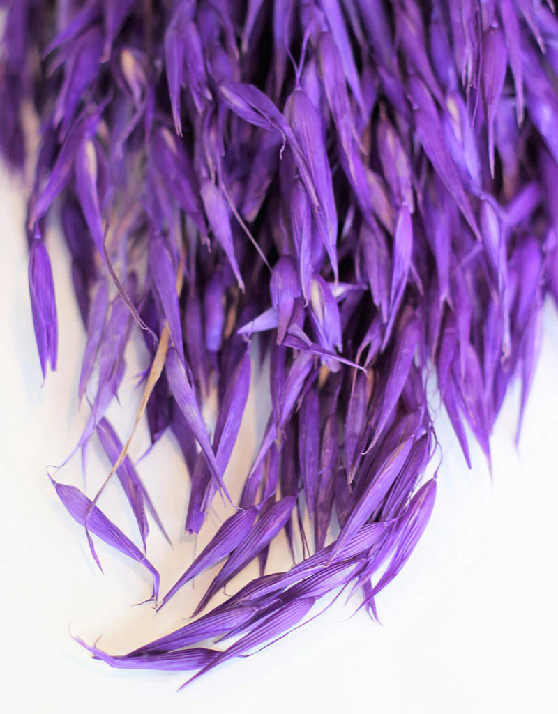 Dried Oat Avena - Wild Violet Bunch, 70 cm - Image 2