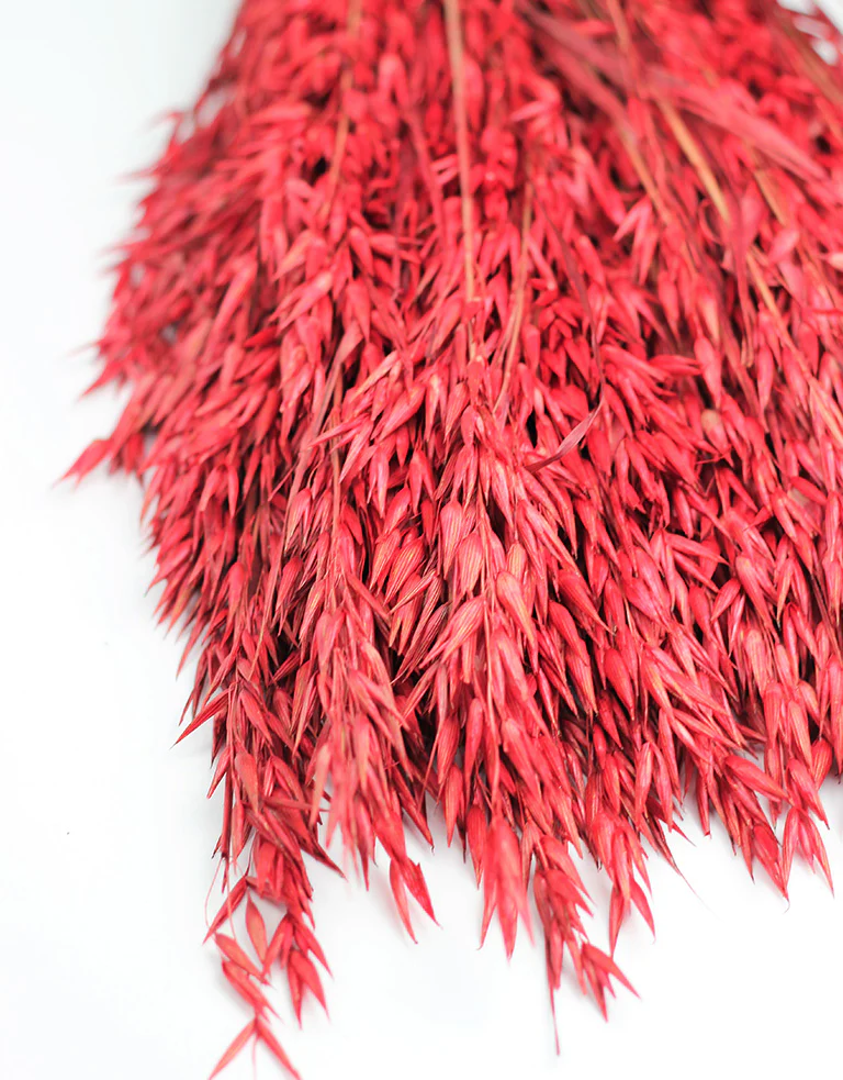 Dried Oat Avena- XL Red Bunch, 70 cm - Image 2