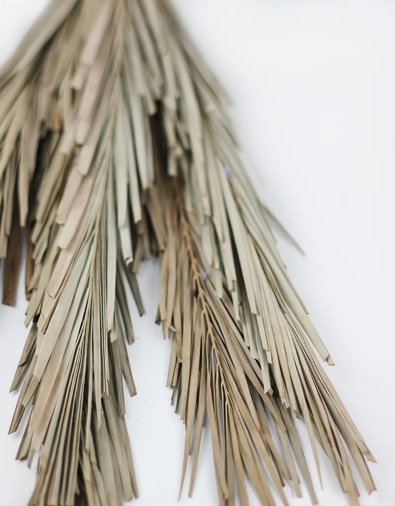 Dried Palm Leaf - Natural, 10 stems, 60 cm - Image 3