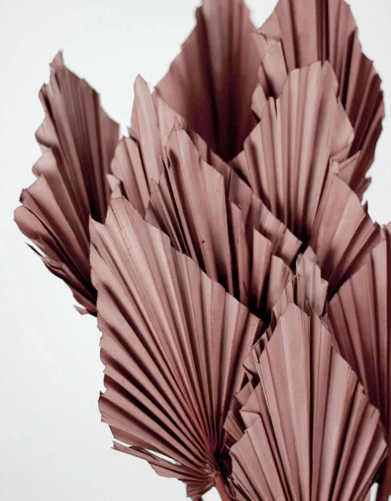 Dried Palm Spears - Choco Brown, 10 Stems, 50 cm - Image 3