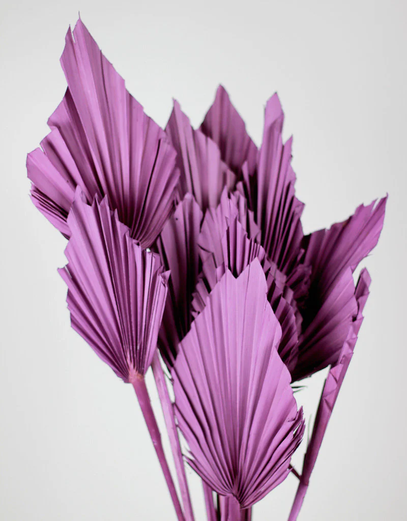 Dried Palm Spears - Purple, 10 Stems, 50 cm - Image 2