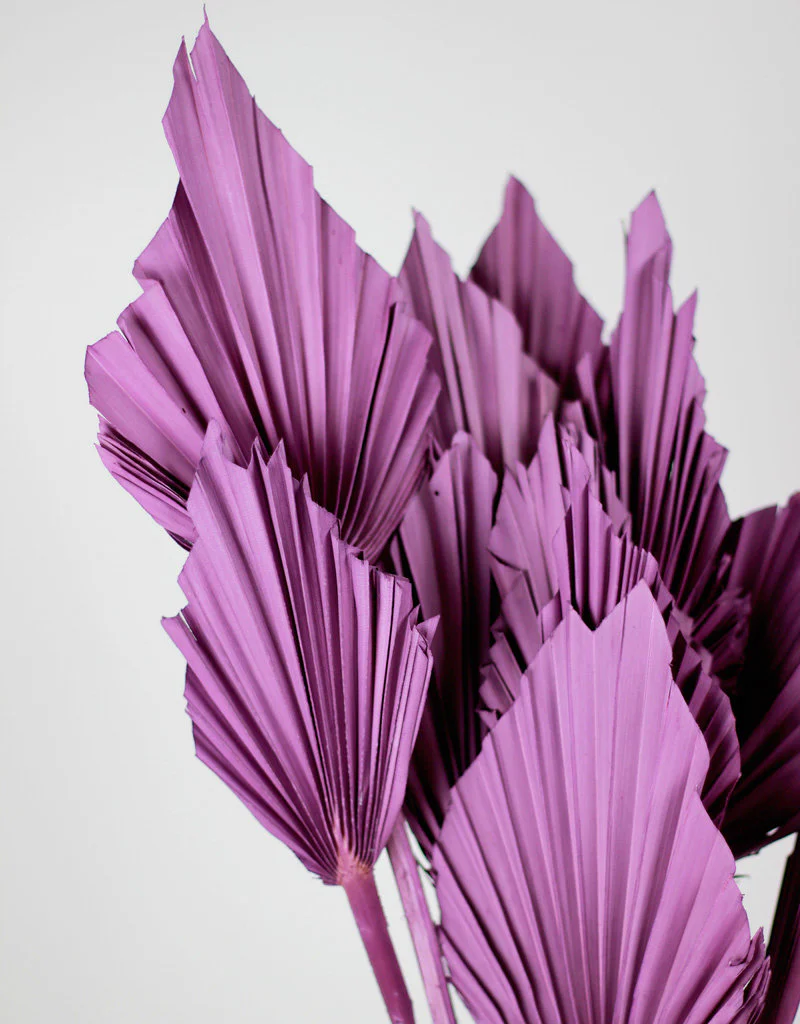 Dried Palm Spears - Purple, 10 Stems, 50 cm - Image 3