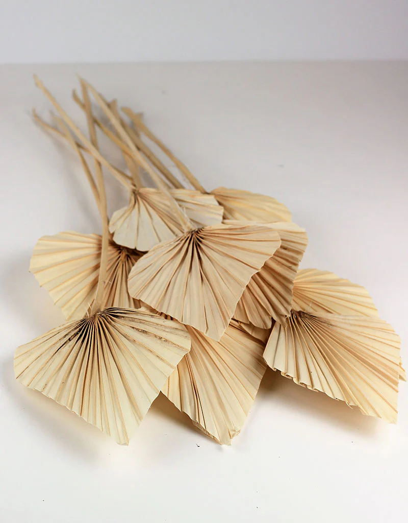 Mini Dried Palm Spears - Bleached, 10 Stems, 50 cm - Image 3