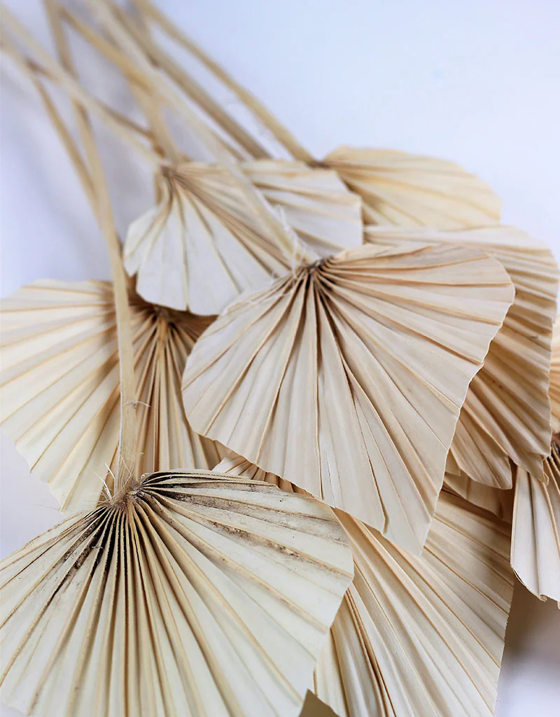 Mini Dried Palm Spears - Bleached, 10 Stems, 50 cm - Image 4