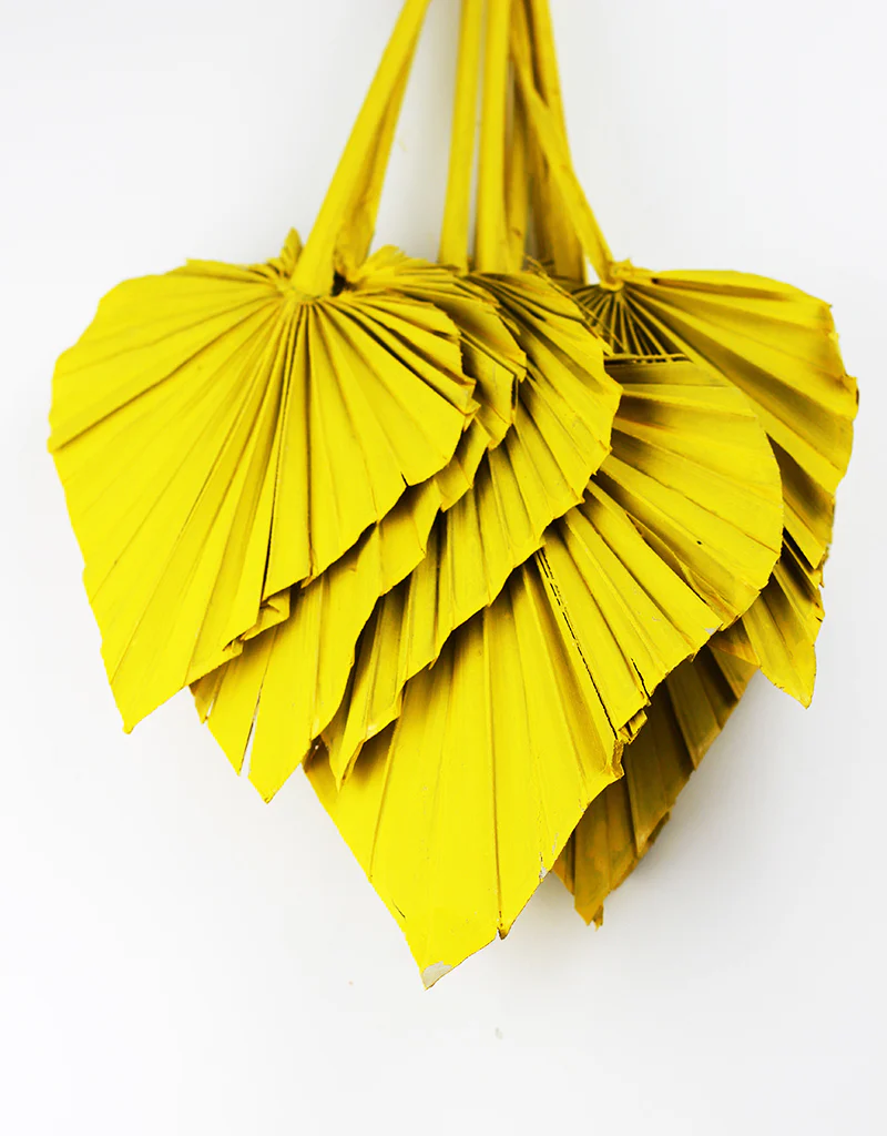Dried Palm Spears - Yellow, 10 Stems, 50 cm - Image 4