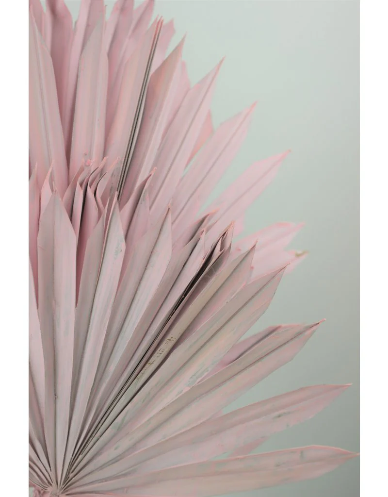 Dried Sun Palms - Baby-Pink, 6 Stems, 60 cm - Image 3