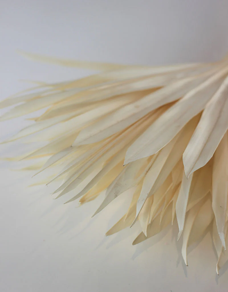 Dried Sun Palms -Bleached, 6 Stems, 45 cm - Image 3