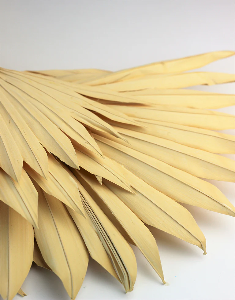 Dried Sun Palms - Cream, 6 Stems, 50 cm - Image 3