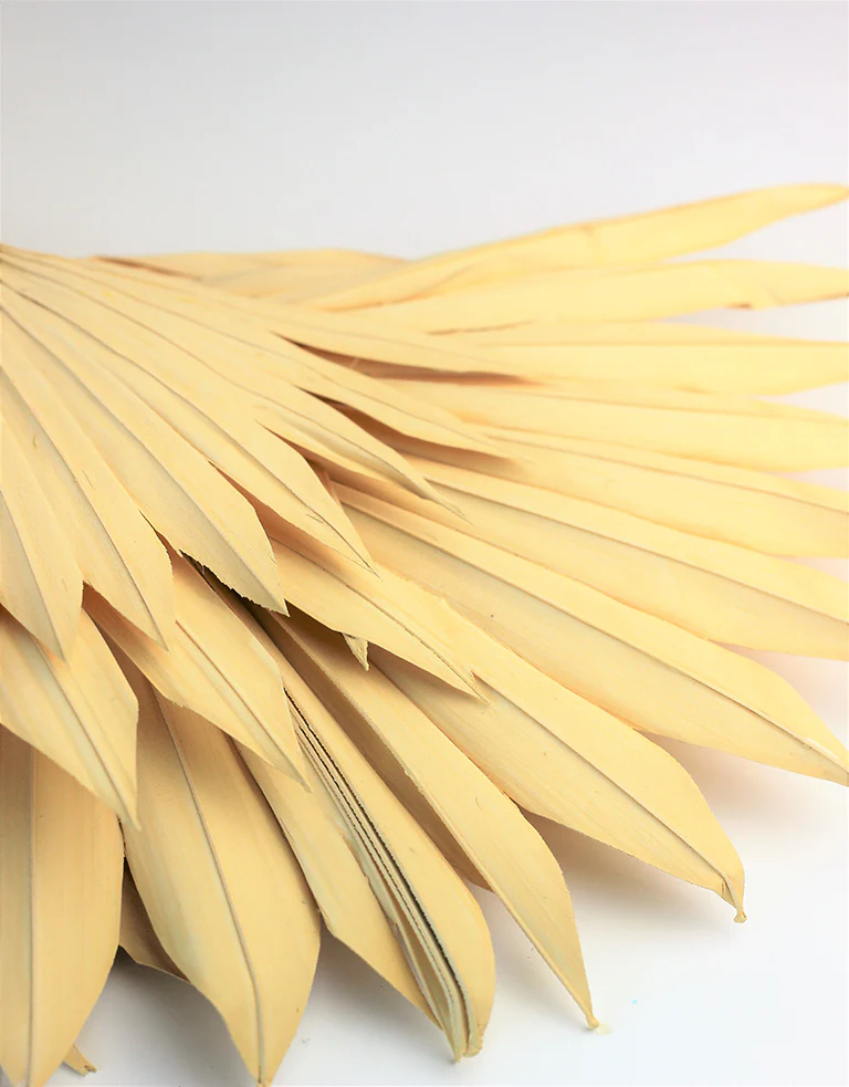 Dried Sun Palms - Cream, 6 Stems, 50 cm - Image 4