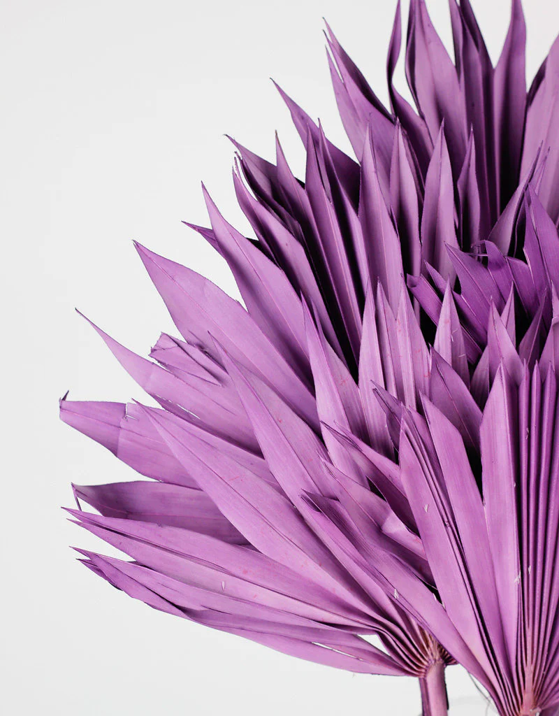 Dried Sun Palms - Lilac, 6 Stems, 60 cm - Image 4
