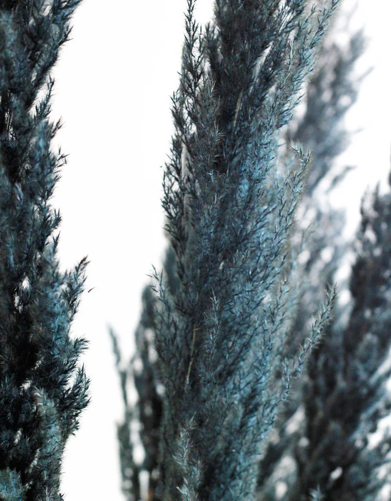 Dried Pampas Grass - Black, 8 Stems, 120 cm (Cortaderia) - Image 2