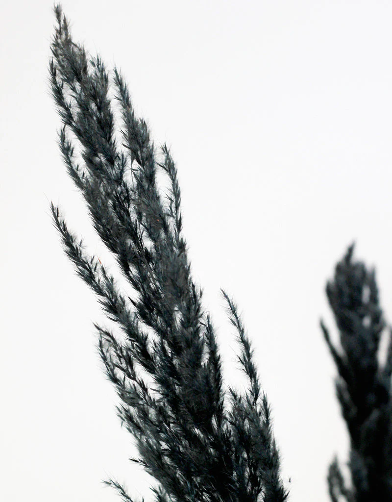 Dried Pampas Grass - Black, 8 Stems, 120 cm (Cortaderia) - Image 3