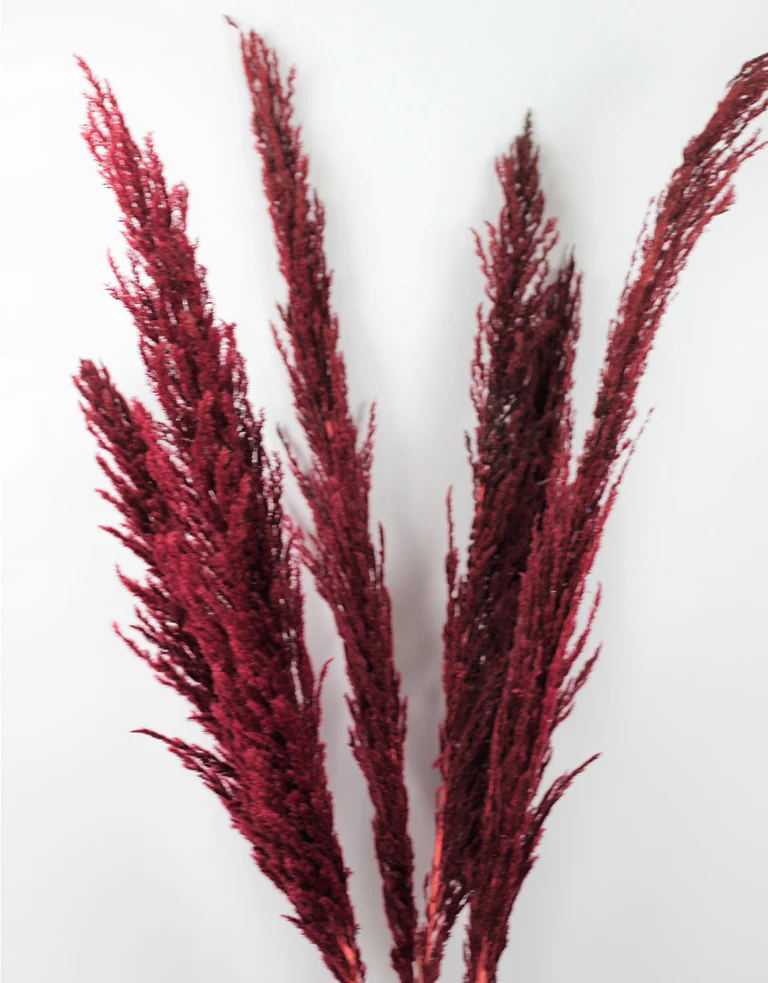 Dried Pampas Grass - Bordeaux Red, 8 Stems, 120 cm (Cortaderia) - Image 2
