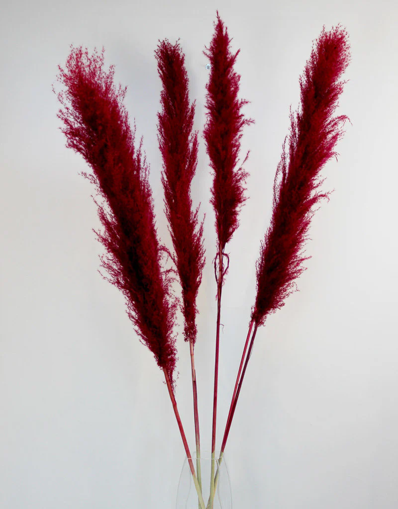 Dried Pampas Grass - Cerise Pink, 8 Stems, 120 cm (Cortaderia) - Image 2