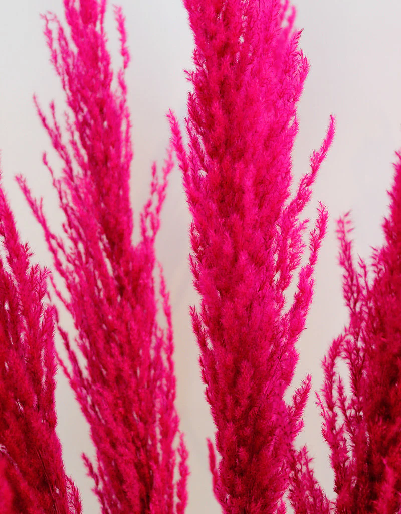 Dried Pampas Grass - Cerise Pink, 8 Stems, 120 cm (Cortaderia) - Image 4