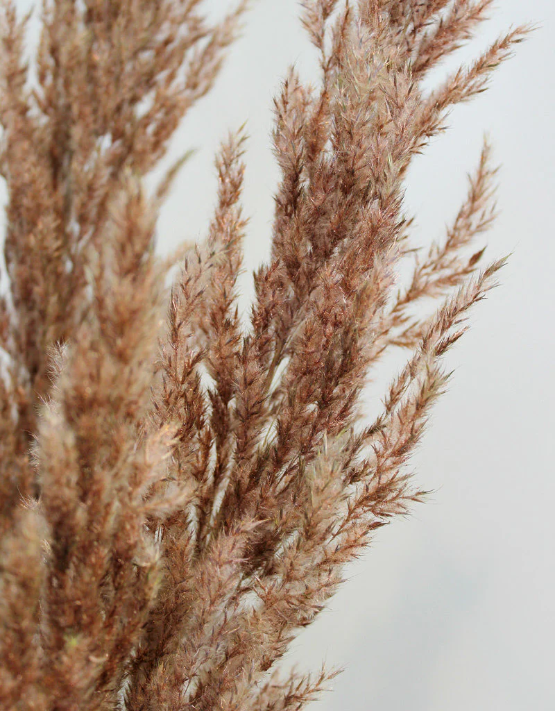 Dried Pampas Grass - Copper, 8 Stems, 120 cm (Cortaderia) - Image 2