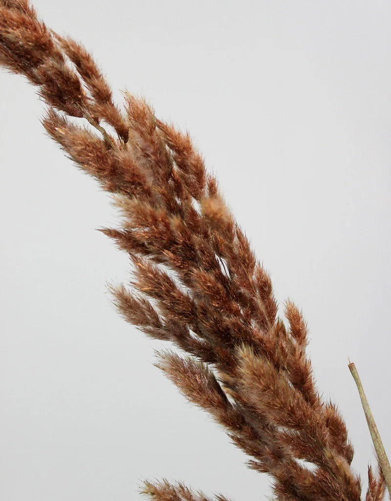 Dried Pampas Grass - Copper, 8 Stems, 120 cm (Cortaderia) - Image 3