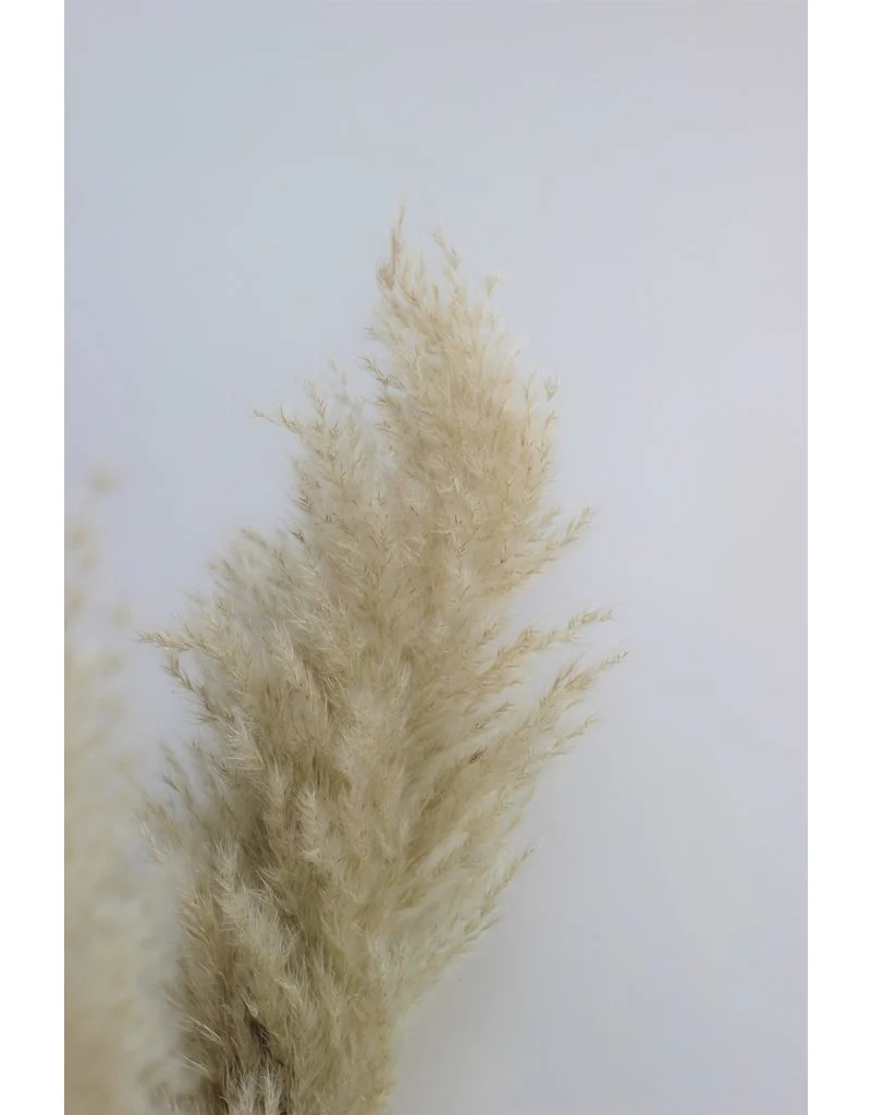 Dried Pampas Grass - Evita Natural, 100 cm, 5 stems (Cortaderia) - Image 2