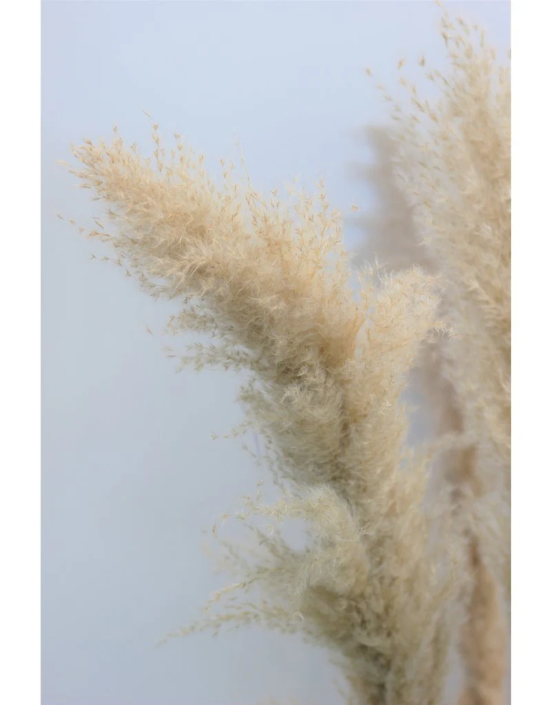 Dried Pampas Grass - Evita Natural, 100 cm, 5 stems (Cortaderia) - Image 3