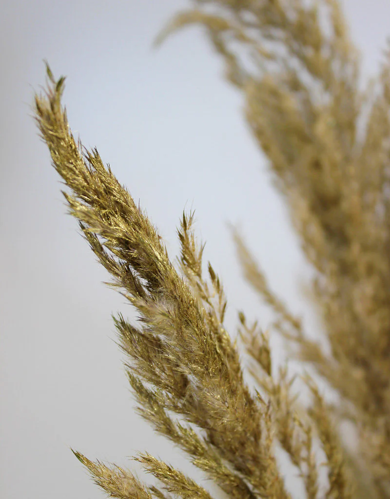 Dried Pampas Grass - Gold, 8 Stems, 120 cm (Cortaderia) - Image 2
