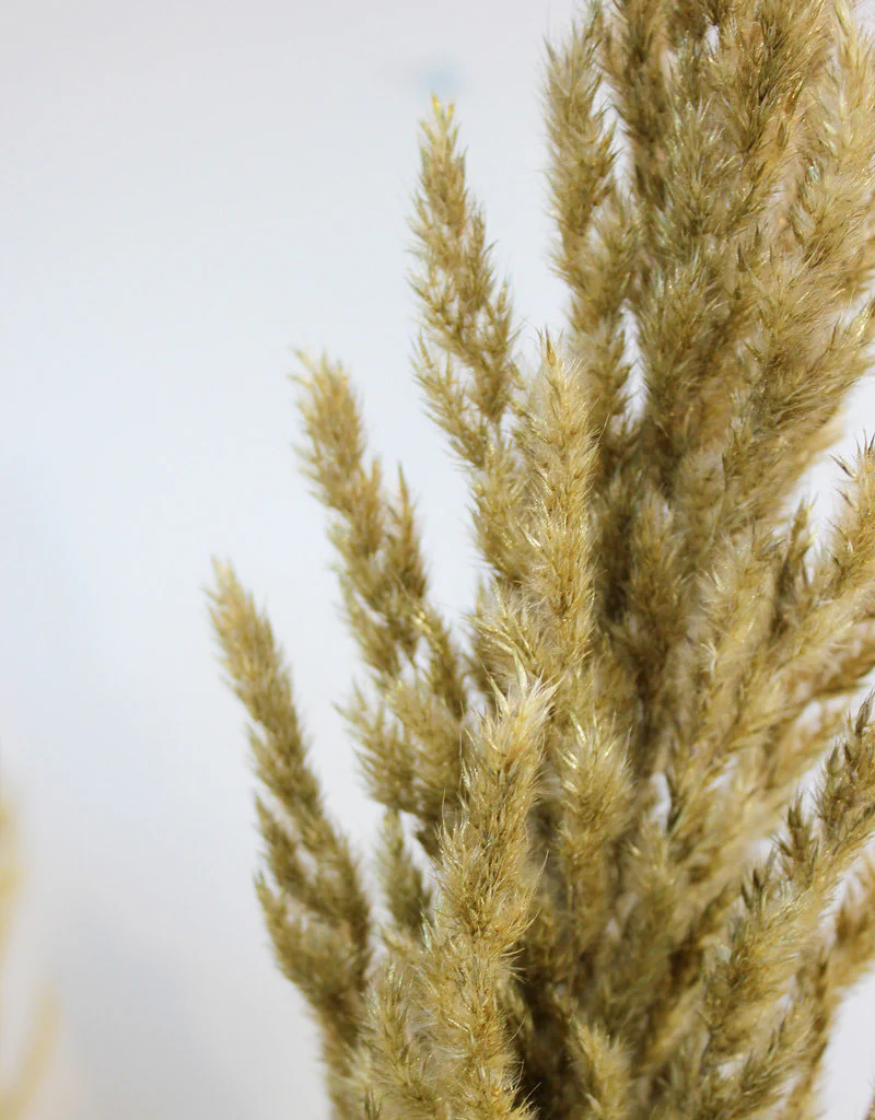 Dried Pampas Grass - Gold, 8 Stems, 120 cm (Cortaderia) - Image 3