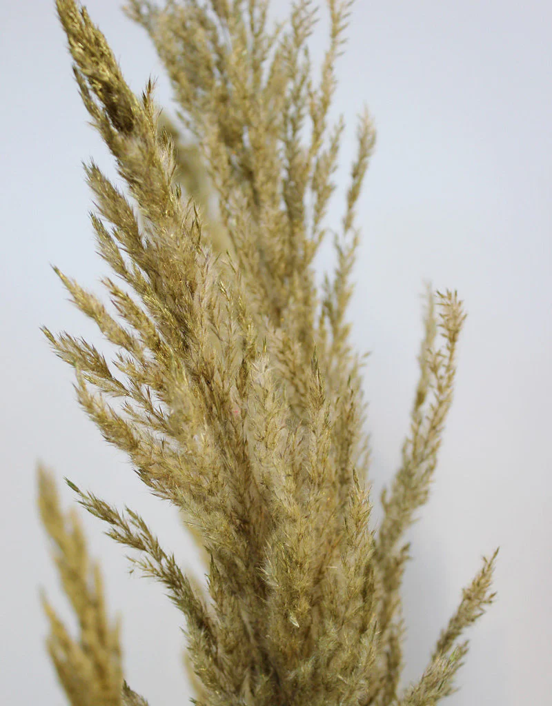 Dried Pampas Grass - Gold, 8 Stems, 120 cm (Cortaderia) - Image 4