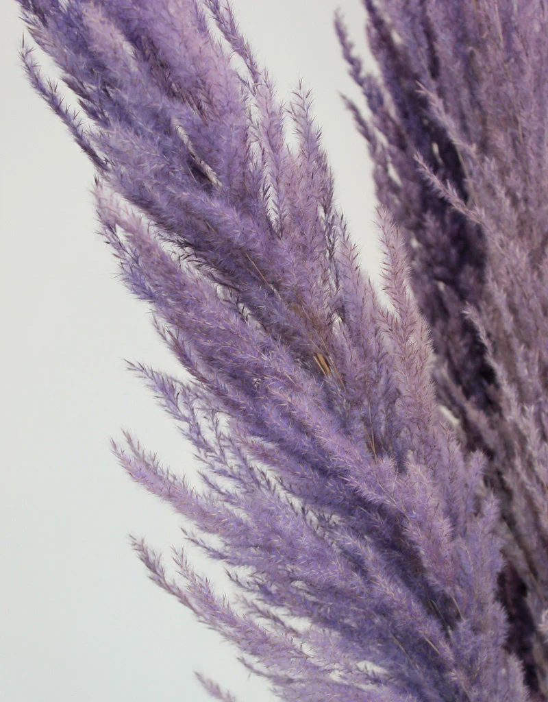 Dried Pampas Grass - Lilac, 8 Stems, 100 cm (Cortaderia) - Image 3