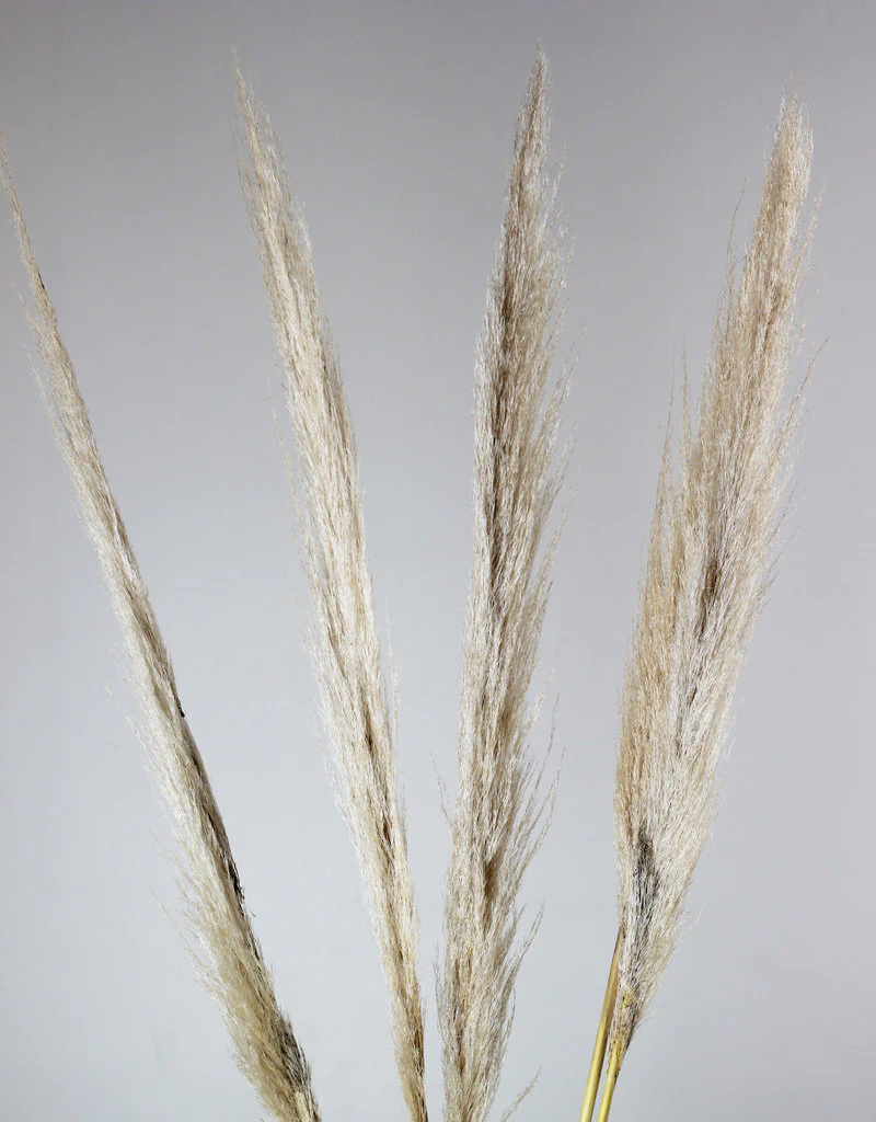 Dried Pampas Grass - Natural, 5 Stems, 100 cm (Cortaderia) - Image 2