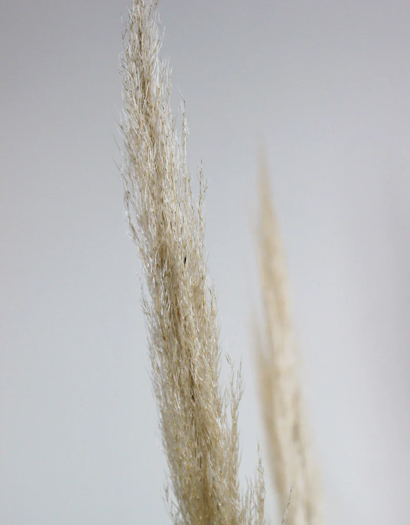 Dried Pampas Grass - Natural, 5 Stems, 100 cm (Cortaderia) - Image 3