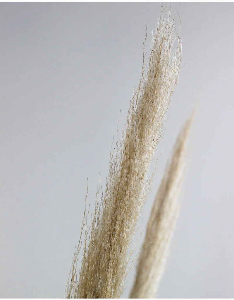 Dried Pampas Grass - Natural, 5 Stems, 100 cm (Cortaderia) - Image 4