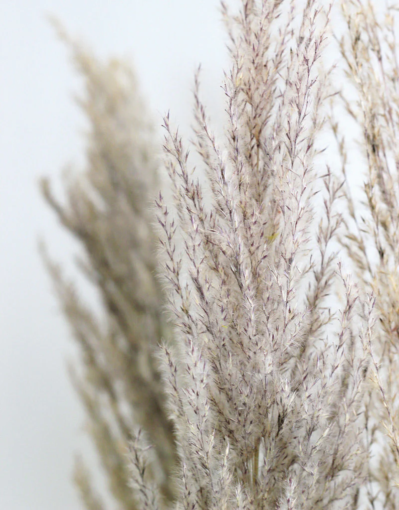 Dried Pampas Grass - Natural, 8 Stems, 80 cm Bunch (Cortaderia) - Image 3