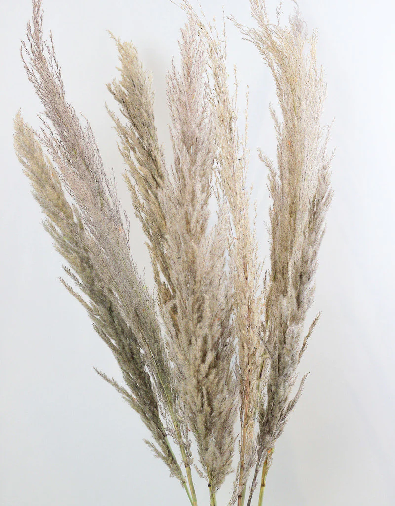 Dried Pampas Grass - Natural, 8 Stems, 80 cm Bunch (Cortaderia) - Image 4