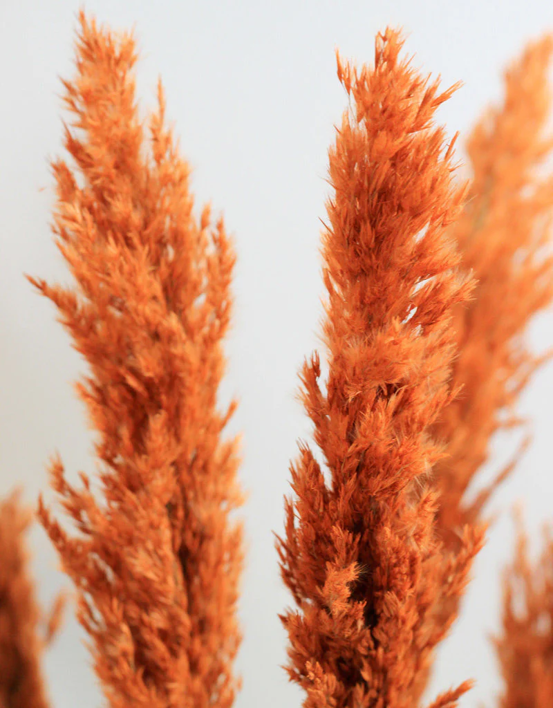 Dried Pampas Grass - Orange, 8 Stems, 100 cm (Cortaderia) - Image 2