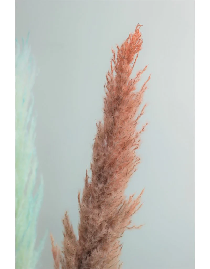 Dried Pampas Grass - Pastel Mix, 3 Stems, 120 cm (Cortaderia) - Image 4