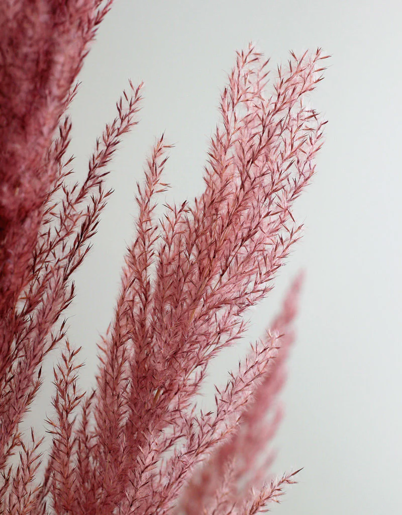 Dried Pampas Grass - Pink, 8 Stems, 120 cm (Cortaderia) - Image 2