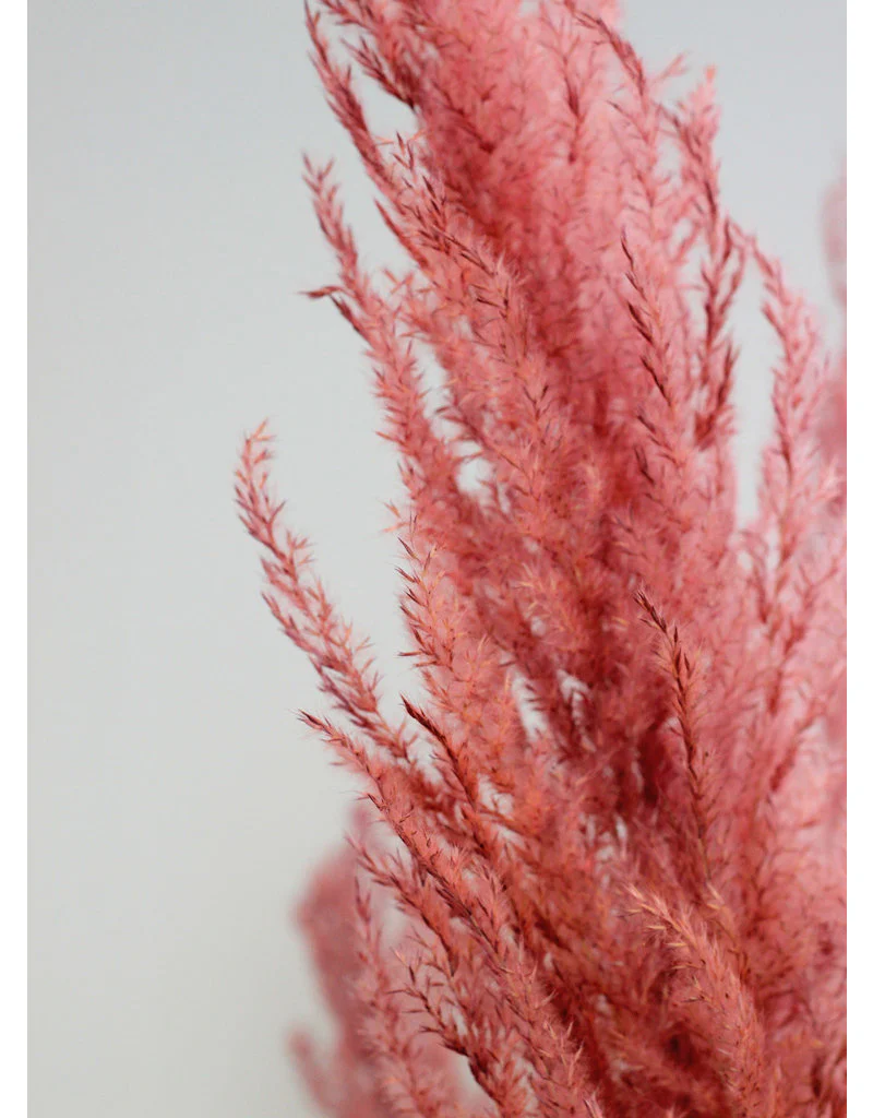 Dried Pampas Grass - Pink, 8 Stems, 120 cm (Cortaderia) - Image 3
