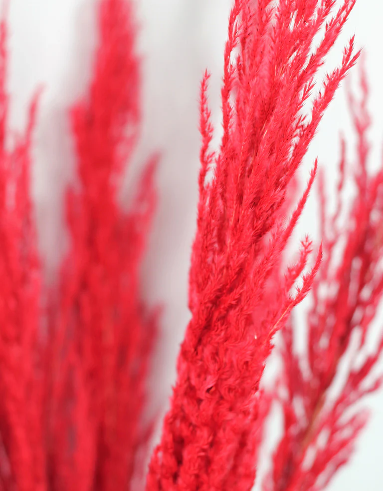 Dried Pampas Grass - Red, 8 Stems, 120 cm (Cortaderia) - Image 3