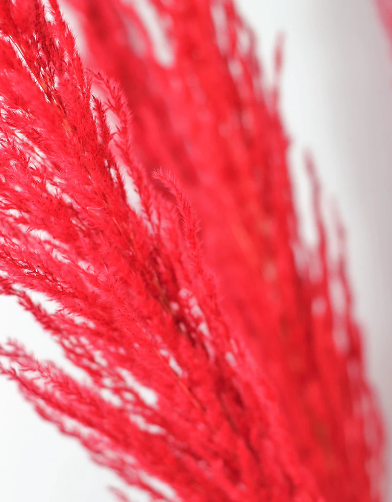 Dried Pampas Grass - Red, 8 Stems, 120 cm (Cortaderia) - Image 4