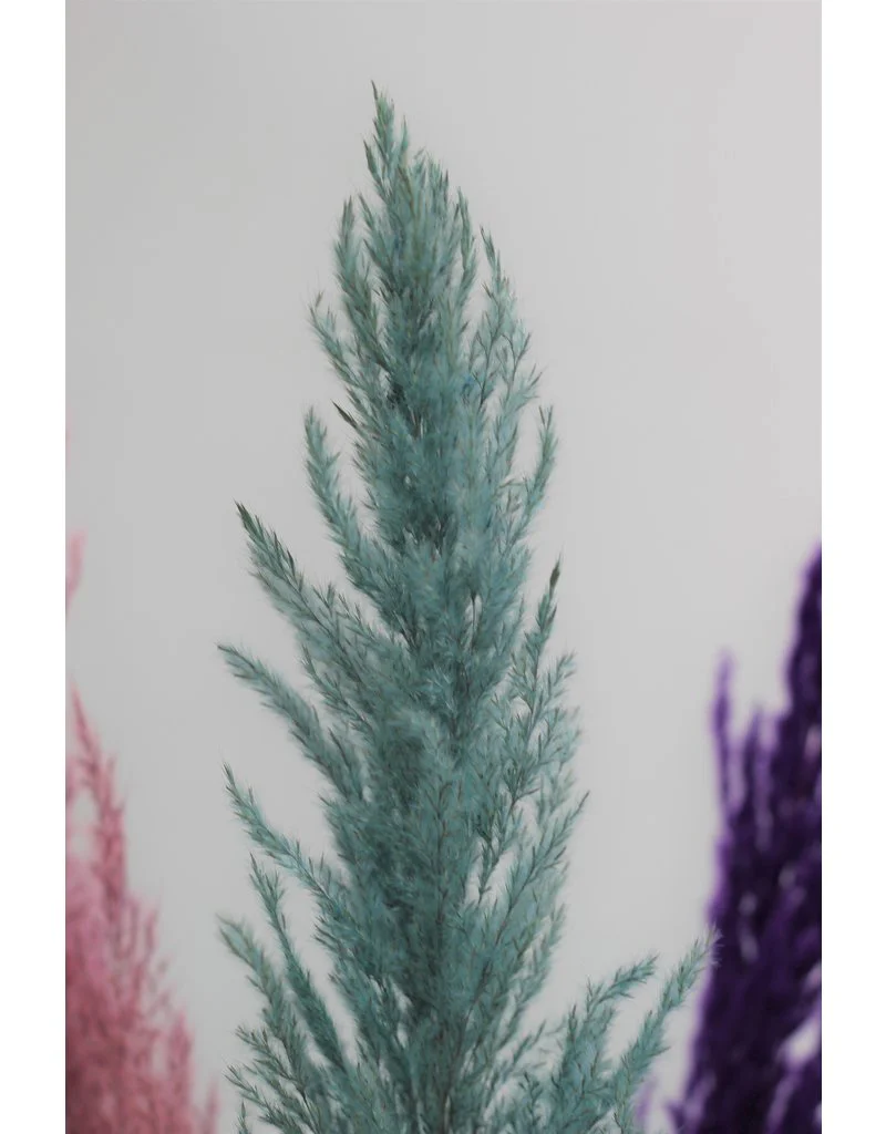 Dried Pampas Grass - Rich Colour Mix, 3 Stems, 120 cm (Cortaderia) - Image 2
