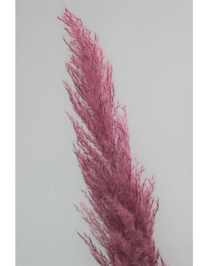 Dried Pampas Grass - Rich Colour Mix, 3 Stems, 120 cm (Cortaderia) - Image 4